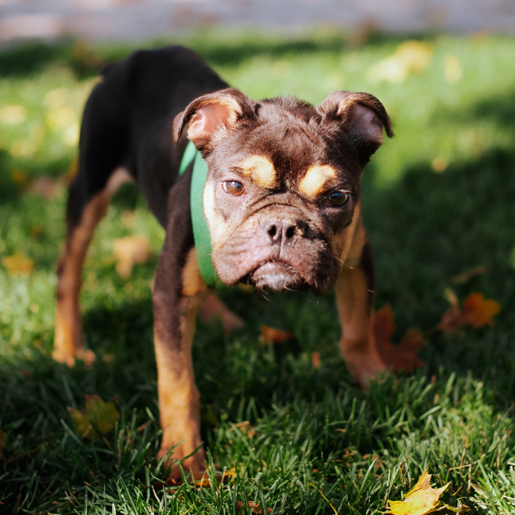 Lady Agnes Snufflebottom - Bulldog for adoption in Illinois