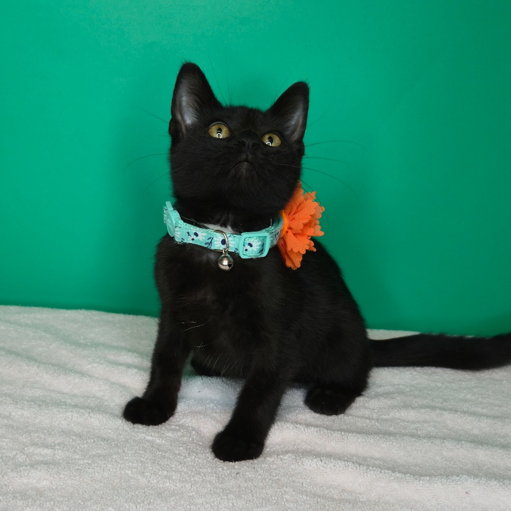 GRACIE - Domestic Shorthair available for adoption