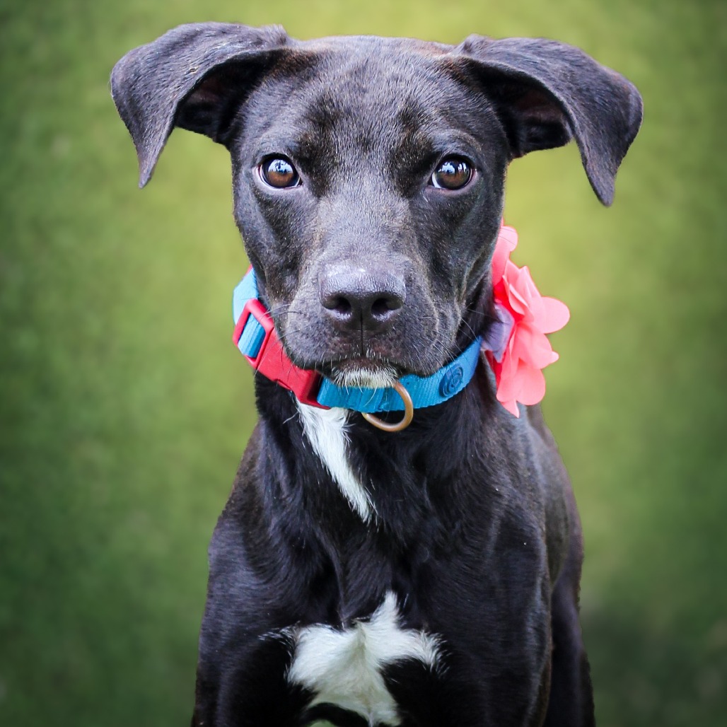Stella Ray, an adoptable dog at SPCA-BC