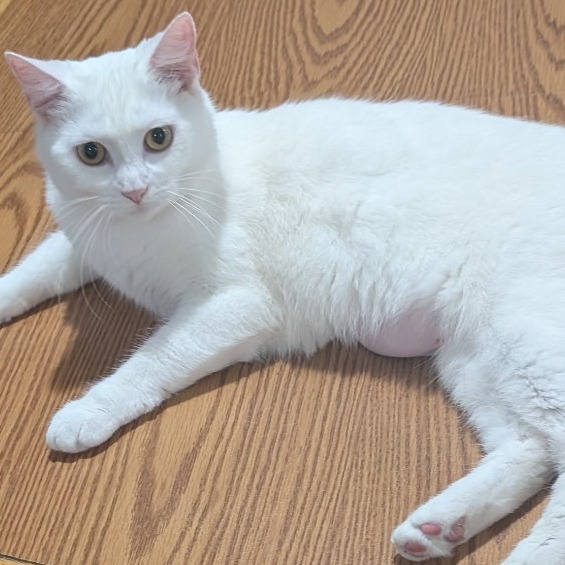 Sugar, an adoptable cat