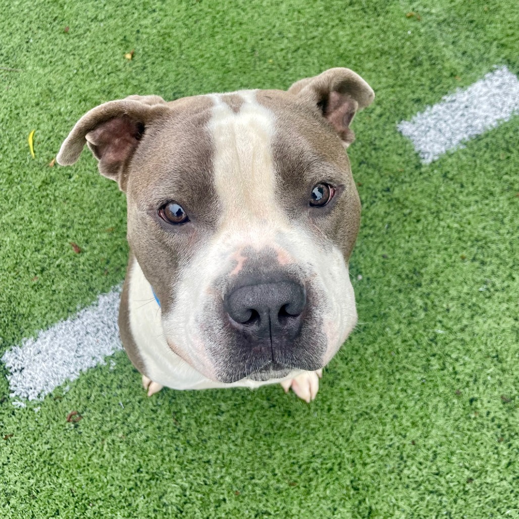 Kong — thumbnail 5