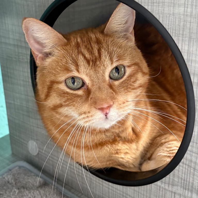 Close-up photo of Mack