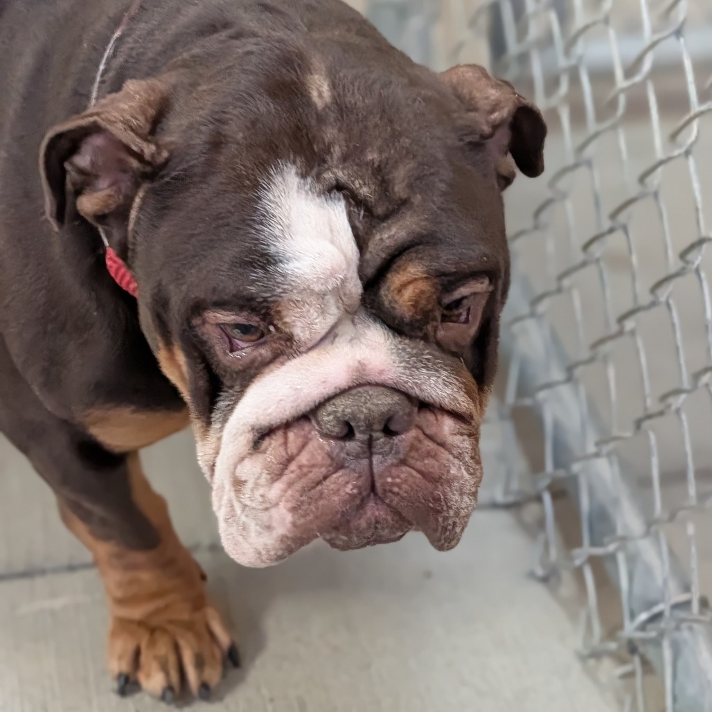 Cricket — thumbnail 5