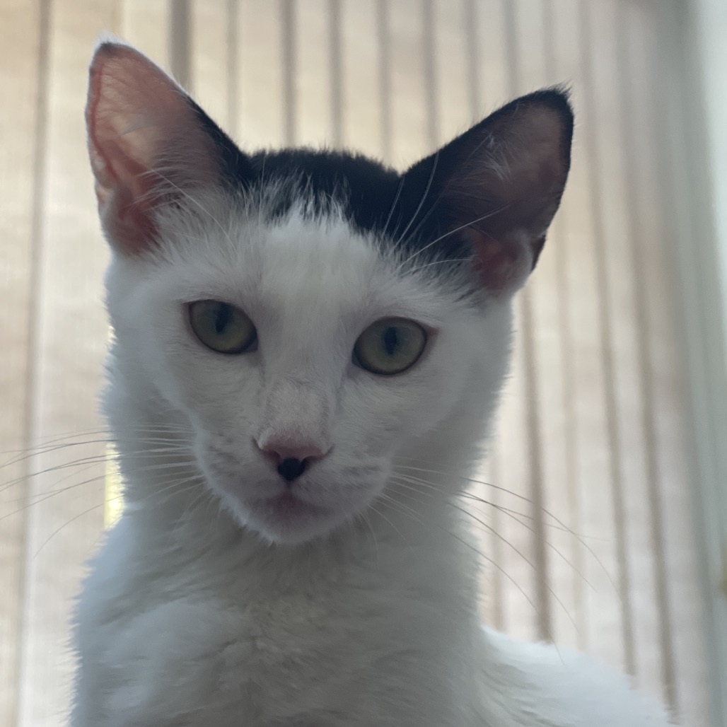 Lily, photo 14