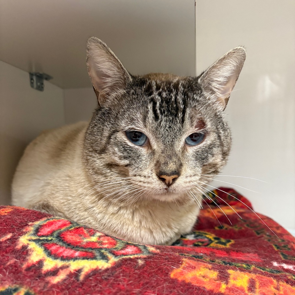 Shrek - Domestic Shorthair