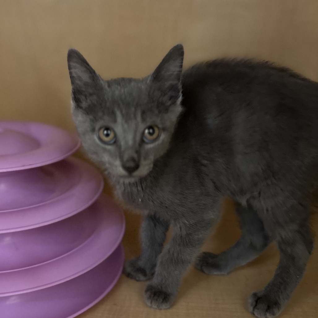 LEO - Domestic Shorthair available for adoption