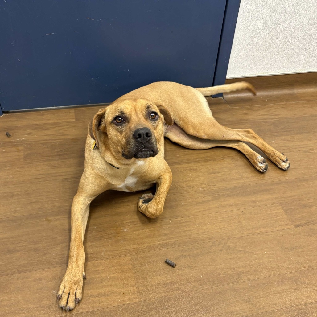 BIRDIE - Boxer / Retriever, Labrador available for adoption