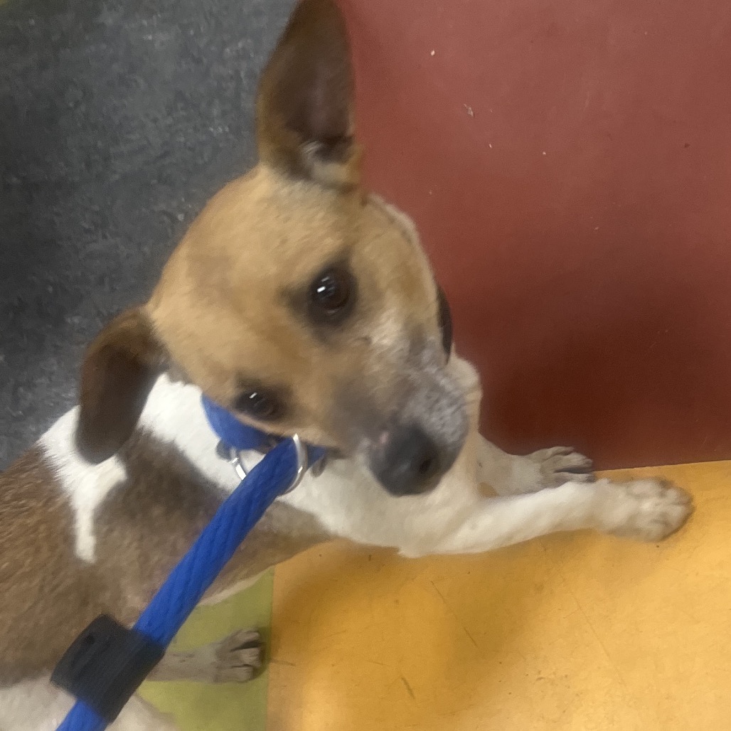 Myrtle — thumbnail 2