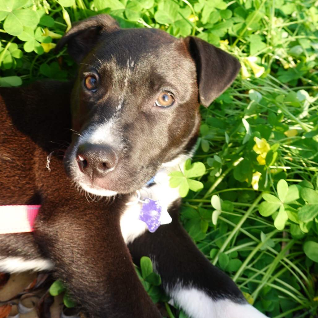 Finn — thumbnail 3