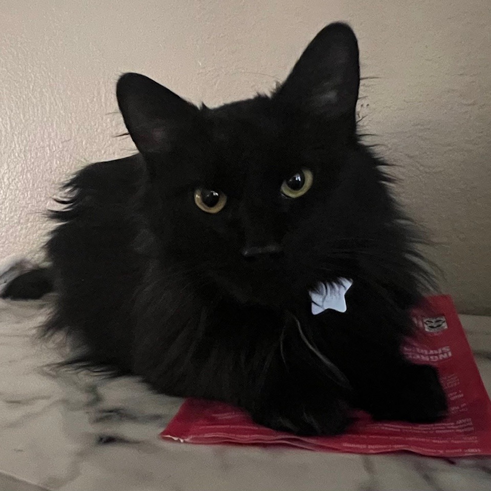 Shadow In Foster