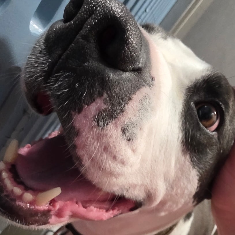 Bella — thumbnail 8