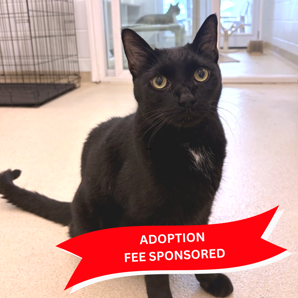 SNEAK - Domestic Shorthair available for adoption