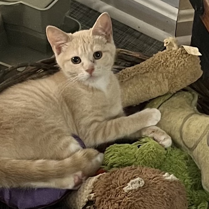 GINNY - Domestic Shorthair available for adoption