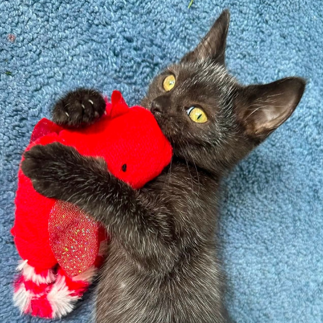 GREEN BEAN - Domestic Shorthair available for adoption