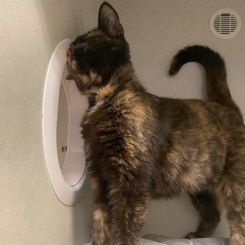 Lady Bug — thumbnail 3