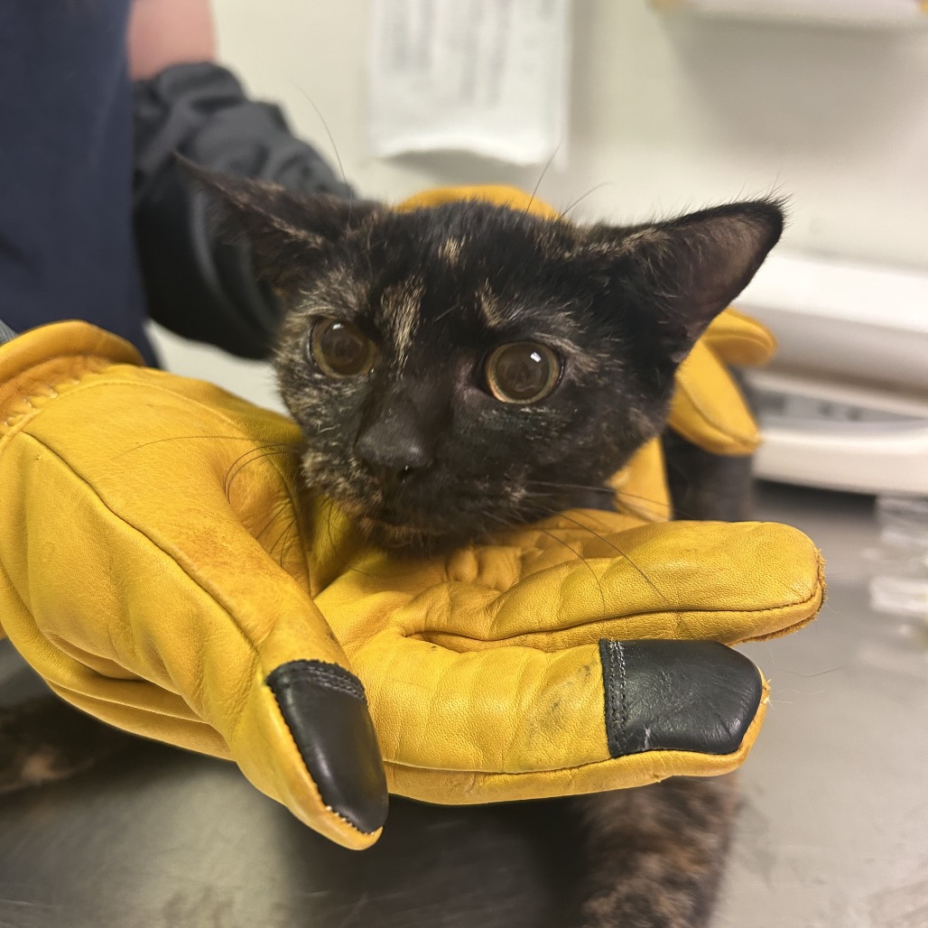 Clawdia — thumbnail 2