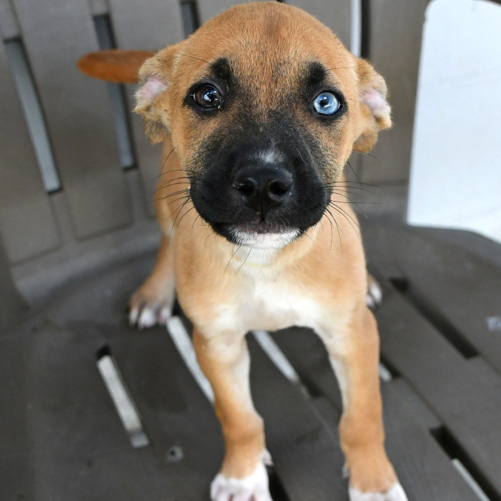 GEMINI - Black Mouth Cur available for adoption