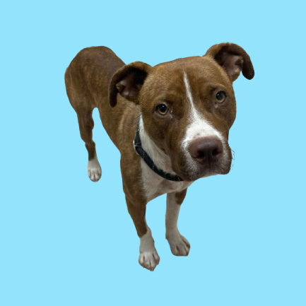 Tusc Stray 81528