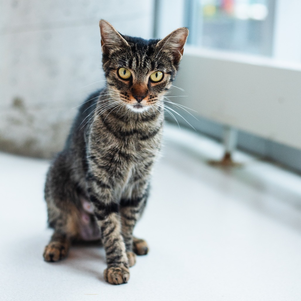 HEART - Domestic Shorthair for adoption in Warwick