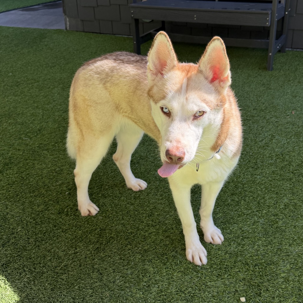 ROGUE - Husky available for adoption