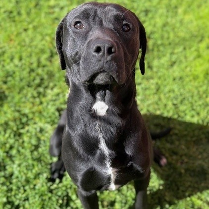 Kennel#18 Chase's preview photo