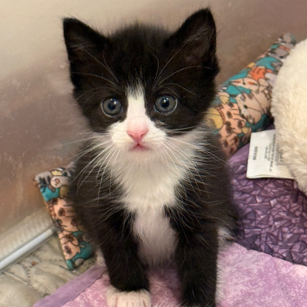 SOCKS - Domestic Shorthair for adoption in Silver Spring