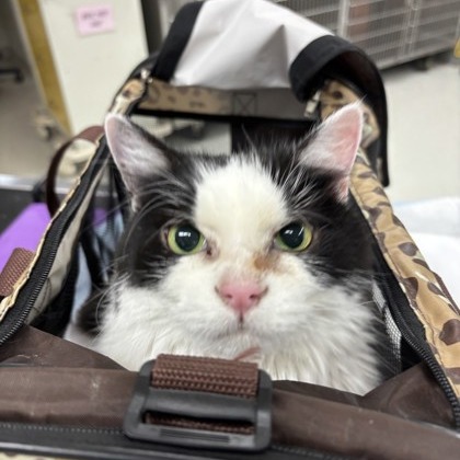 Tally — thumbnail 5