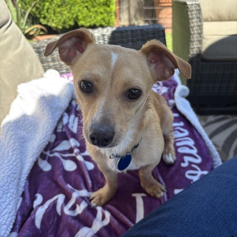Animal named Dobby
