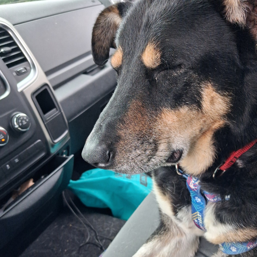 Louie, photo 12