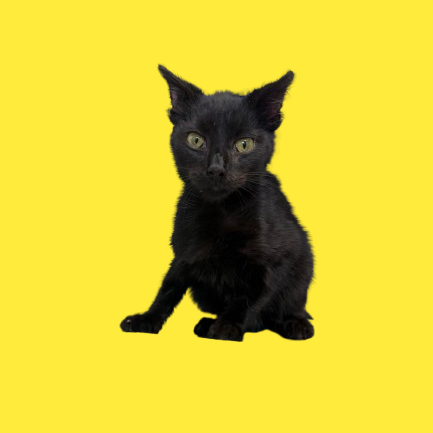  Photo of TUSC-Stray-82286