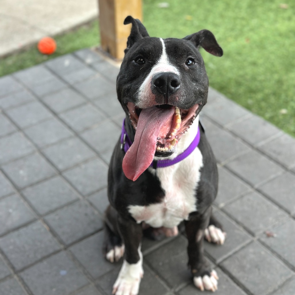 Hot Cocoa — thumbnail 4