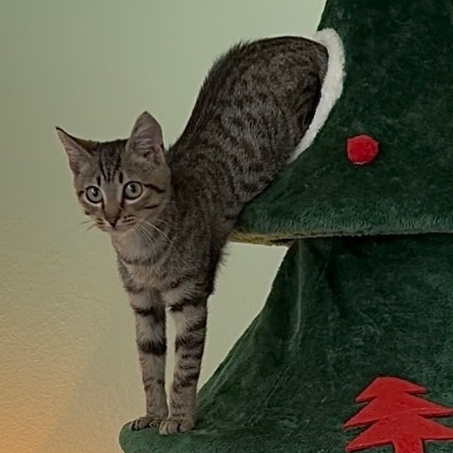 FUZZY - Domestic Shorthair available for adoption