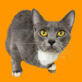 Tusc Stray 81227