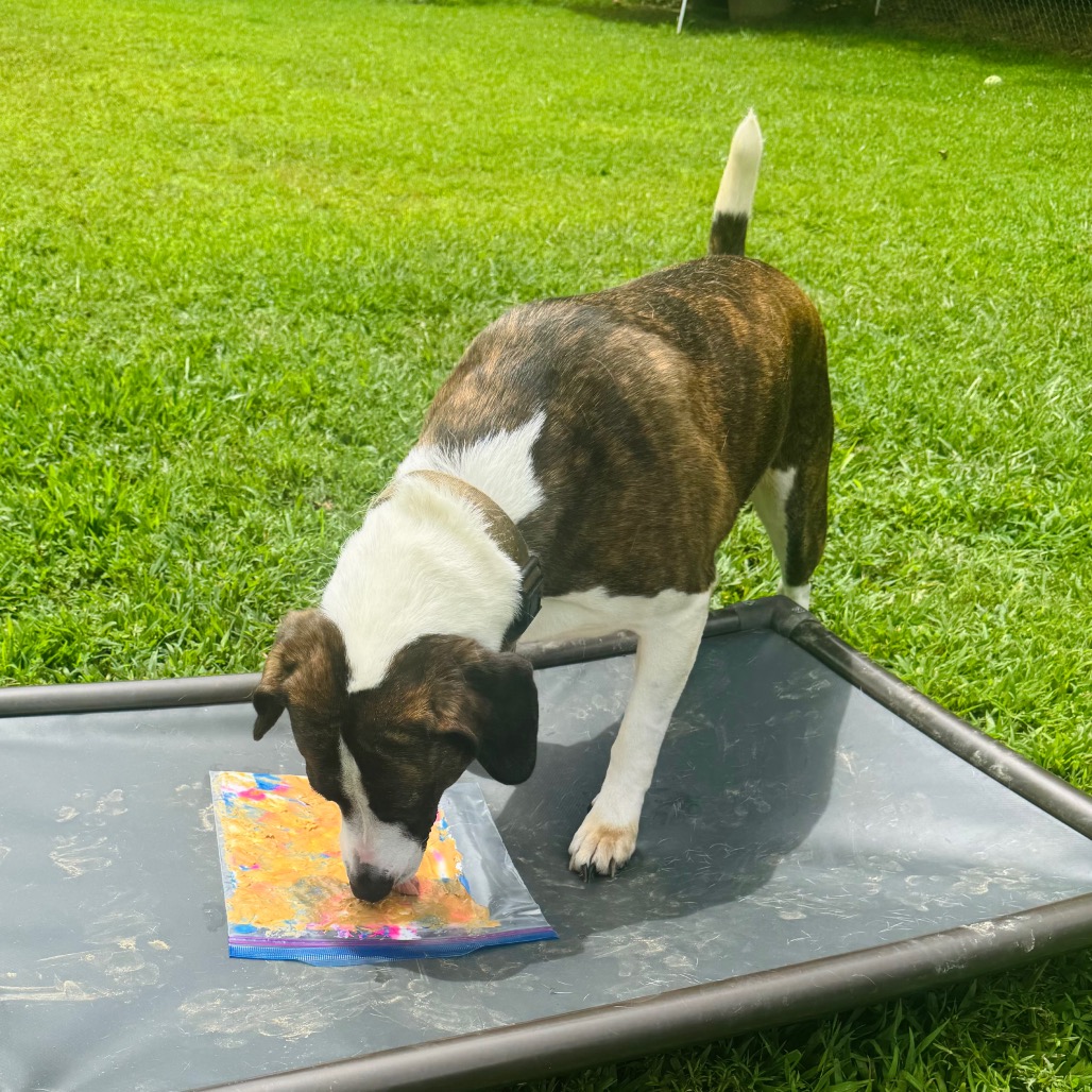 Izzy, photo 22
