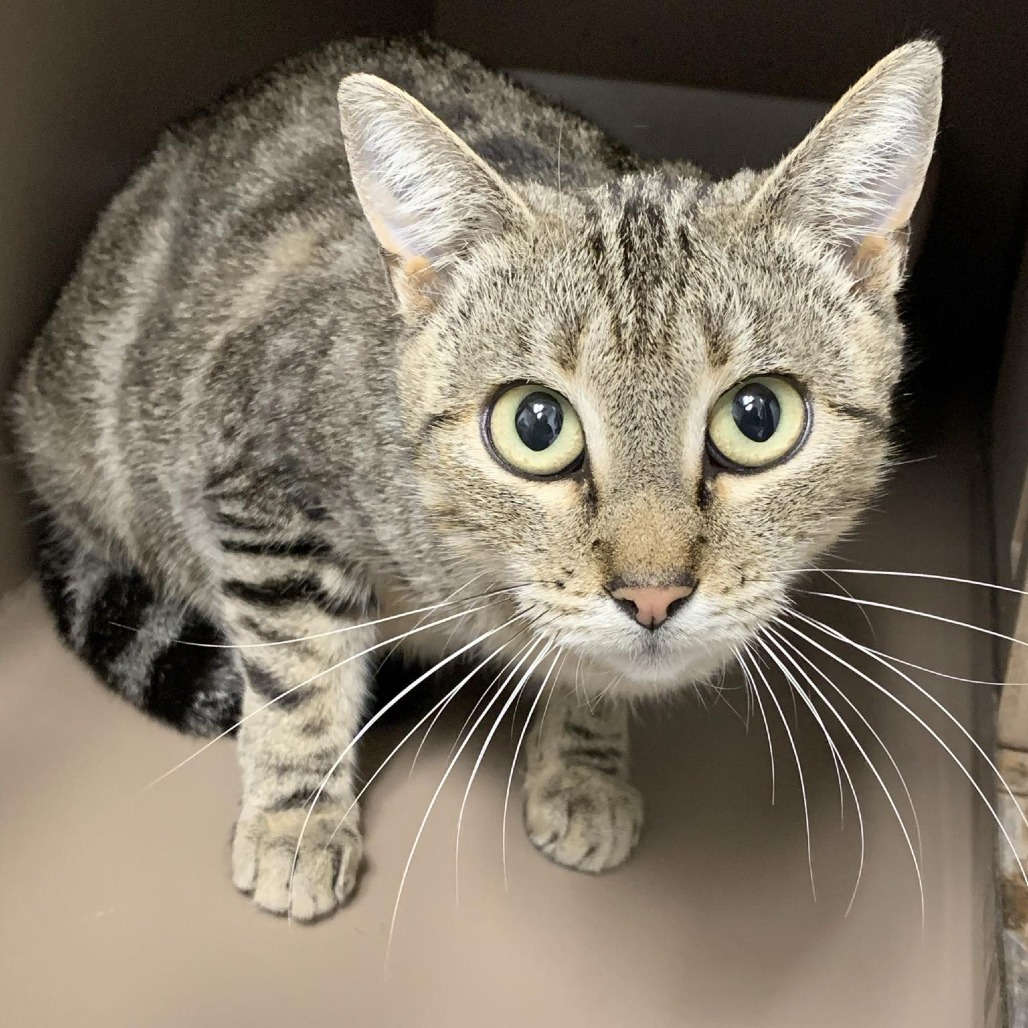 CARMEN SANDIEGO - Domestic Shorthair available for adoption