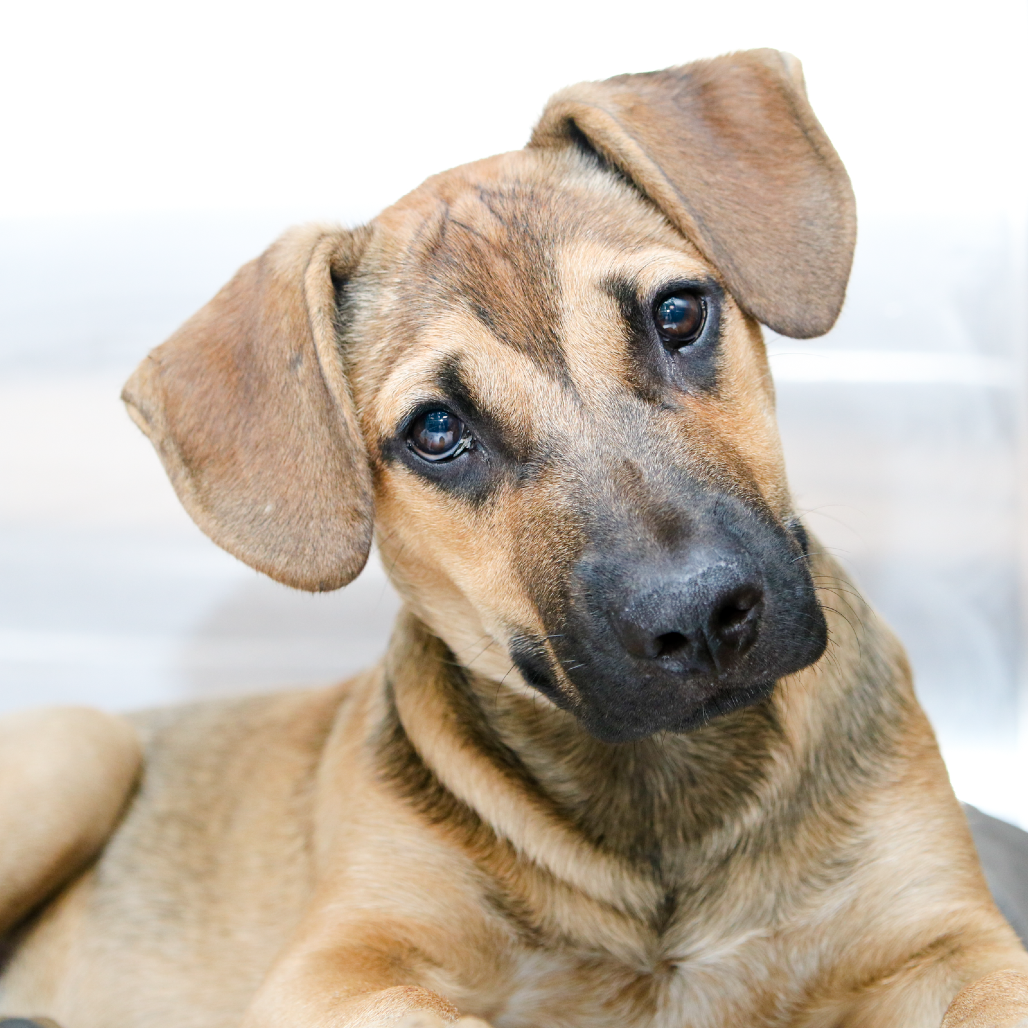 DRACO - Shepherd / Mix available for adoption