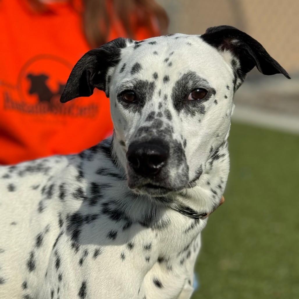 Charlie is available for adoption at Brown County Humane Society