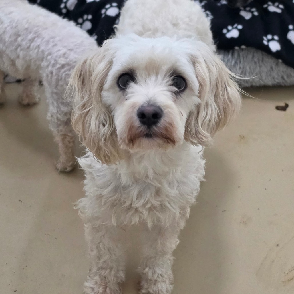 Annabelle - Chino Hills Location, photo 3