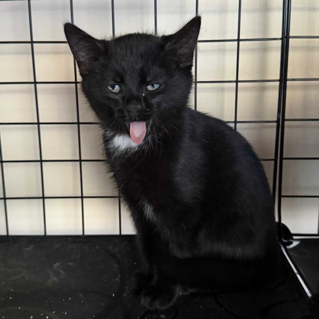 Sideswipe - Domestic Shorthair
