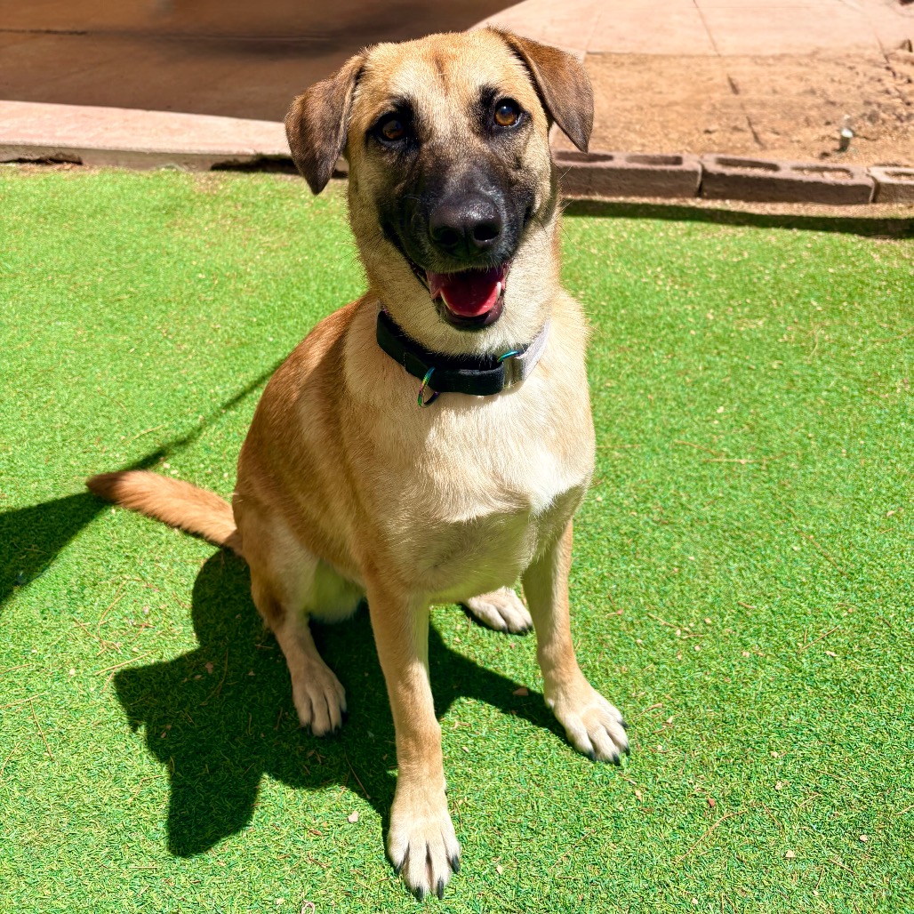 MOON PIE - PAWS - Shepherd, Belgian Malinois / Mixed Breed (Large) for adoption in Las Cruces