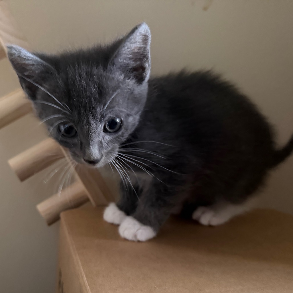 TORIN - Domestic Shorthair / Unknown for adoption in Silver Spring