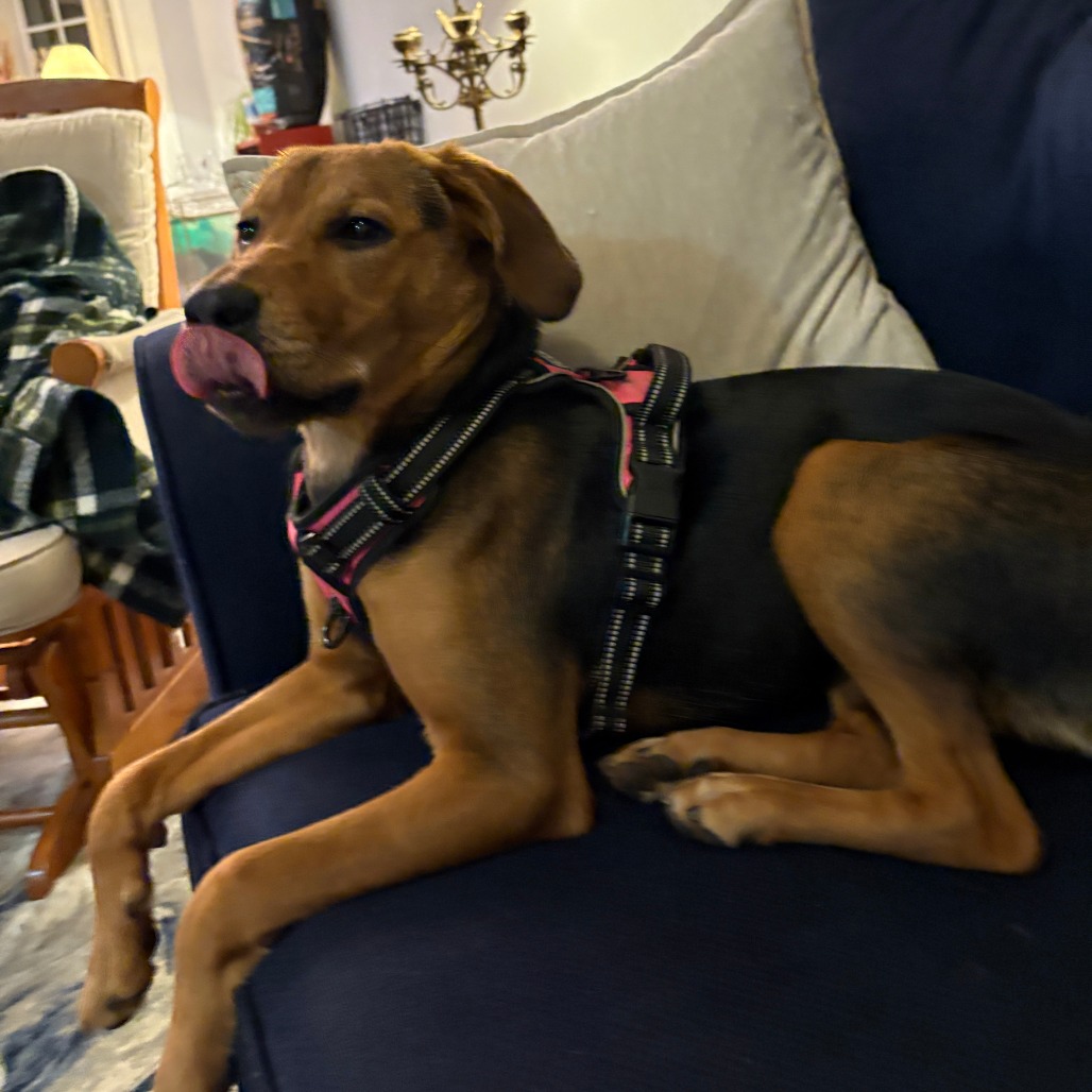 Darla — thumbnail 2