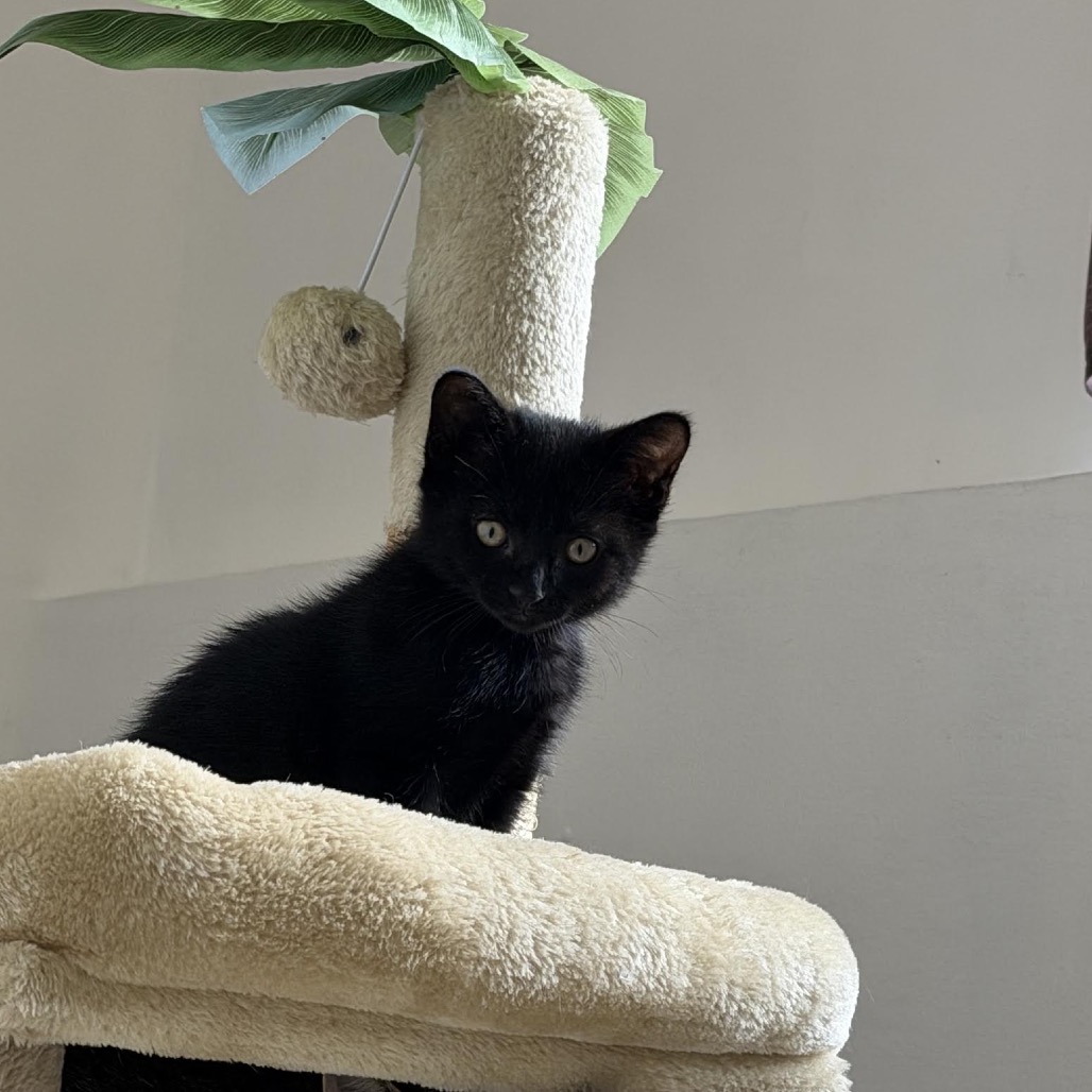 Cat Benatar C12279