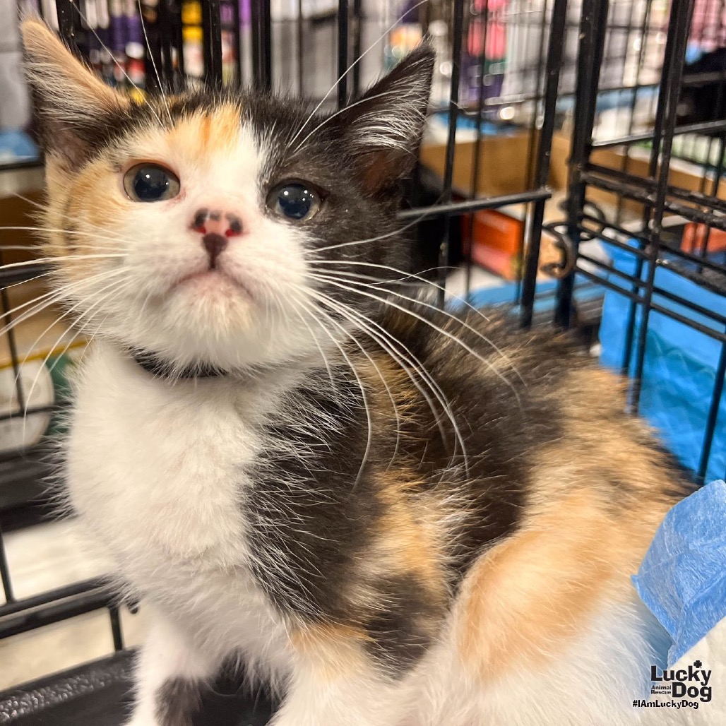 TAMARA - Domestic Shorthair available for adoption
