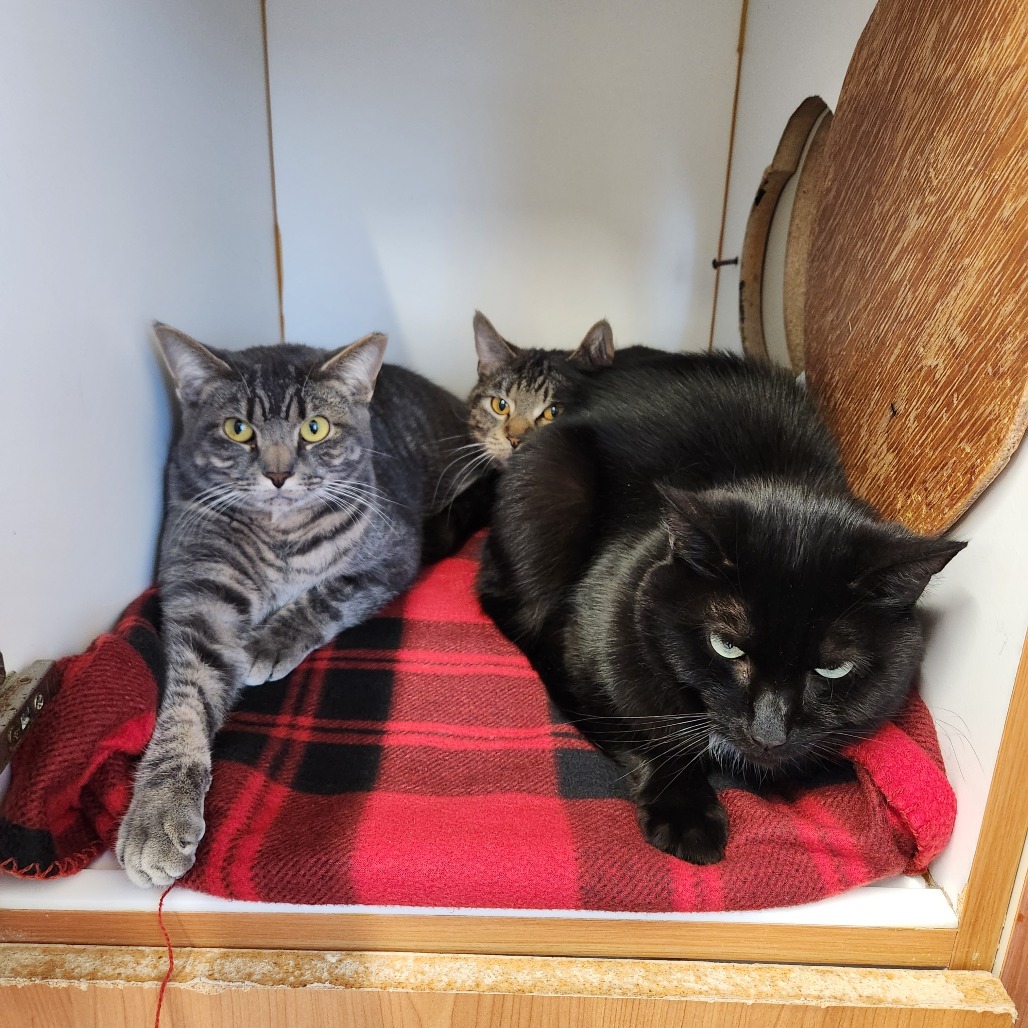 Baby Boy — thumbnail 4