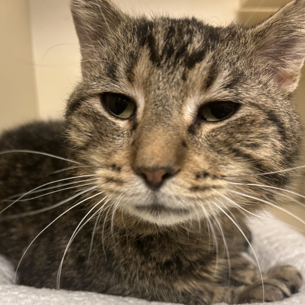 Norman — thumbnail 4