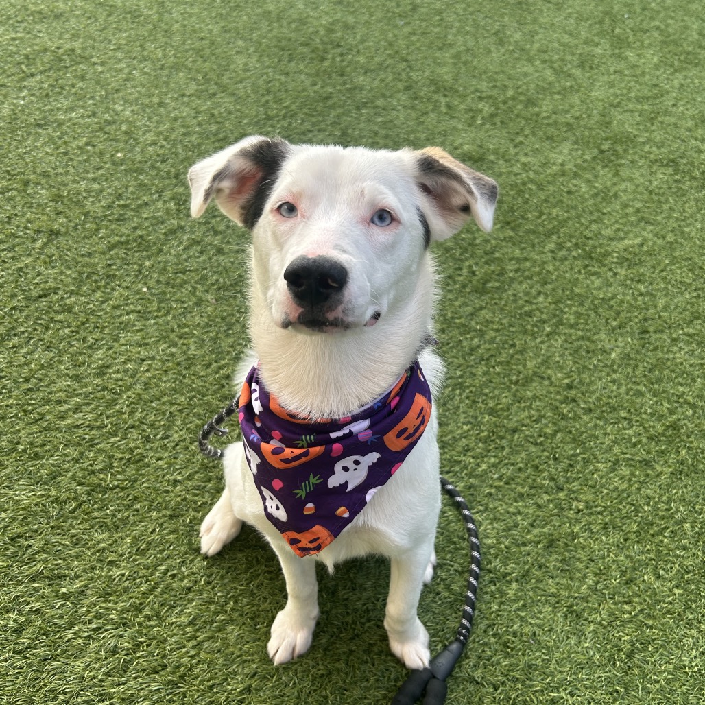BELLA - Mixed Breed (Medium) available for adoption