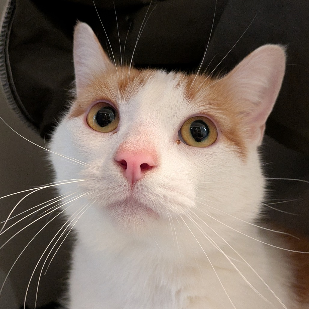 Odin