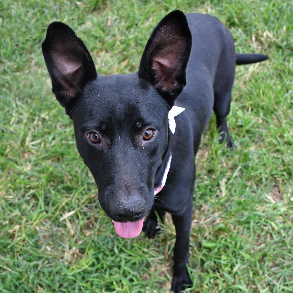 BRUCE - Retriever / Black Labrador available for adoption