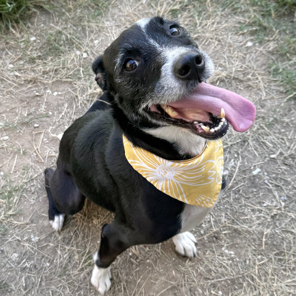 GODDESS - Terrier available for adoption
